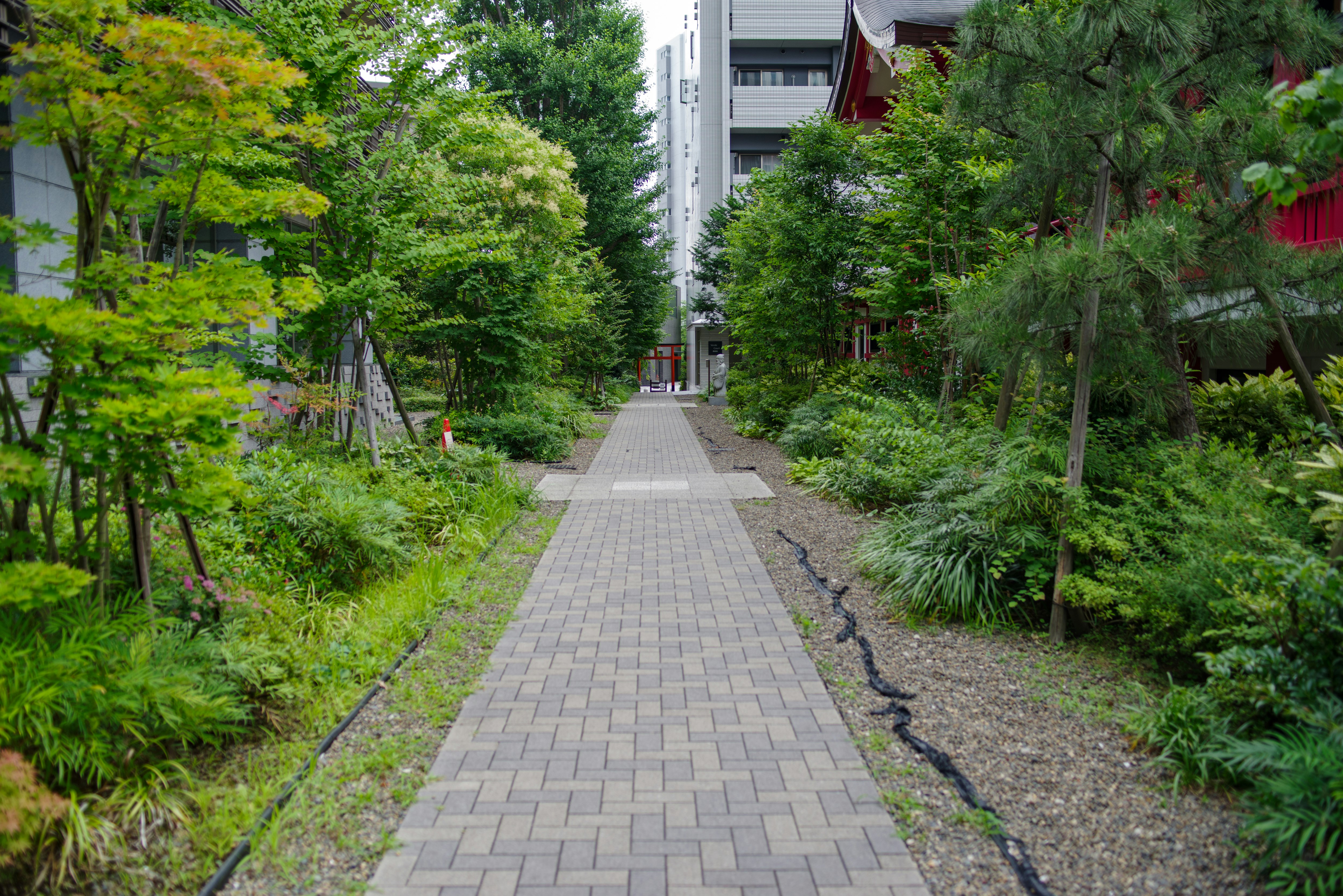 緑に囲まれた並木の小道