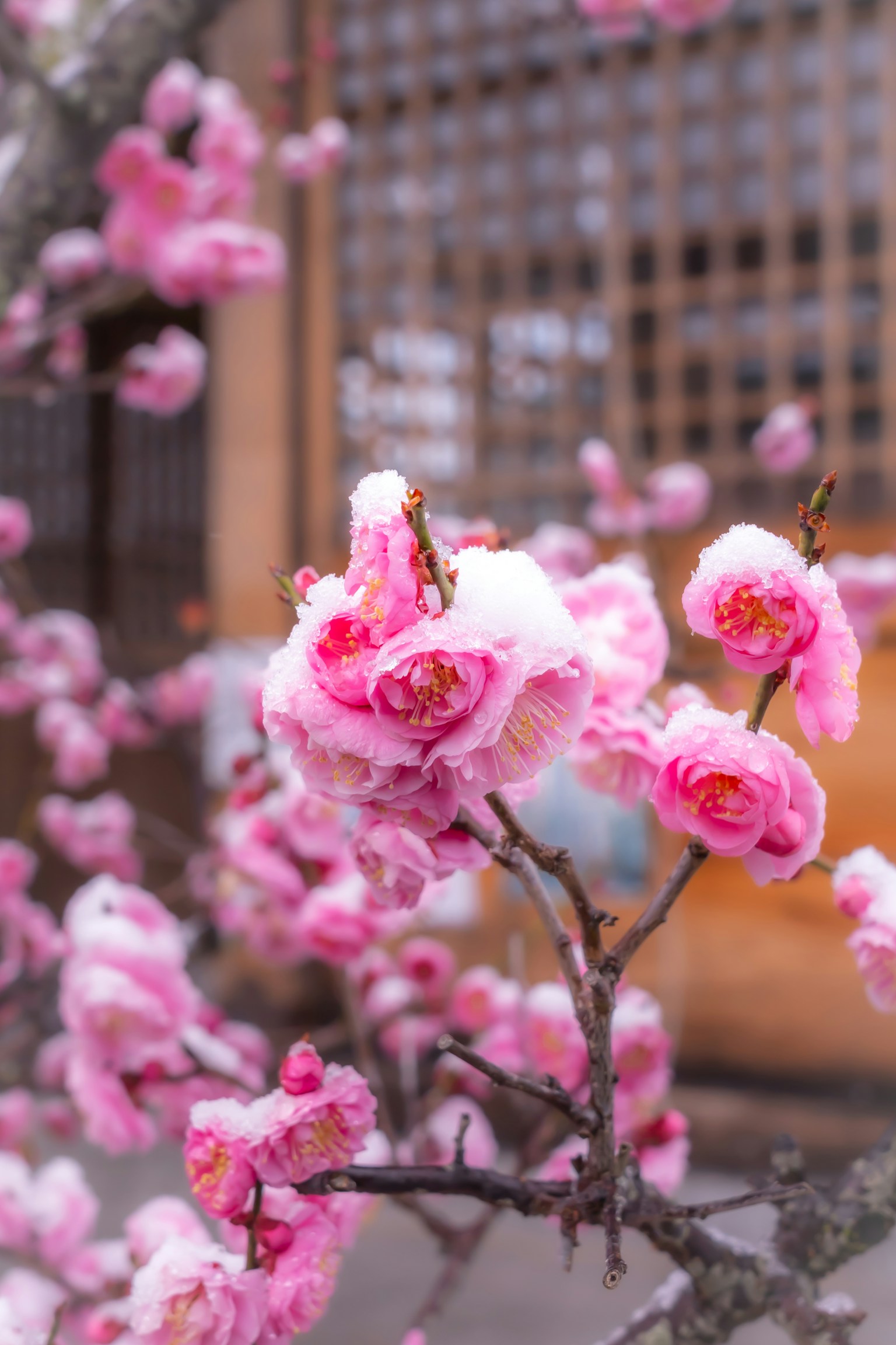 A cherry blossom branch covered in snow with light pink flowers and a traditional Japanese building in the background