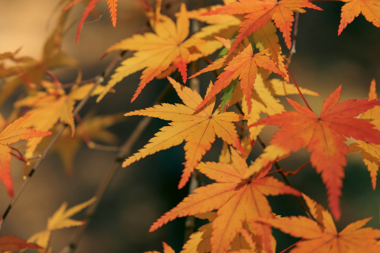 Gros plan sur des feuilles d'érable d'automne aux teintes vibrantes d'orange et de jaune