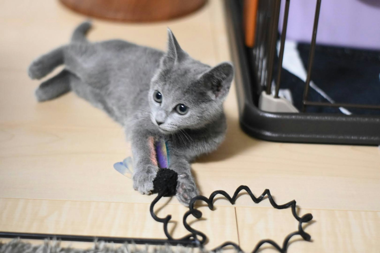 Un gattino grigio che gioca con un giocattolo sul pavimento