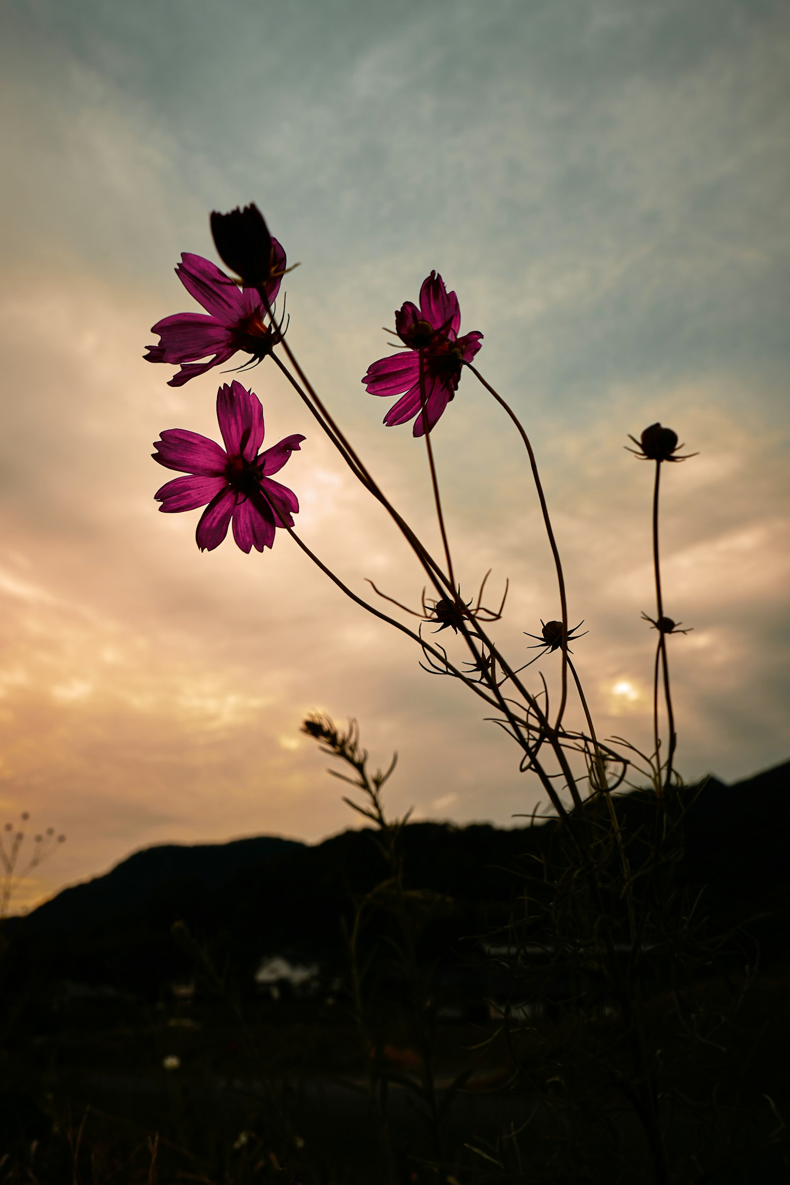 Silueta de flores moradas contra un cielo al atardecer