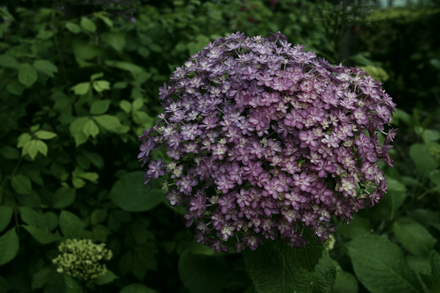 Gros plan d'une fleur d'hortensia violette entourée de feuilles vertes