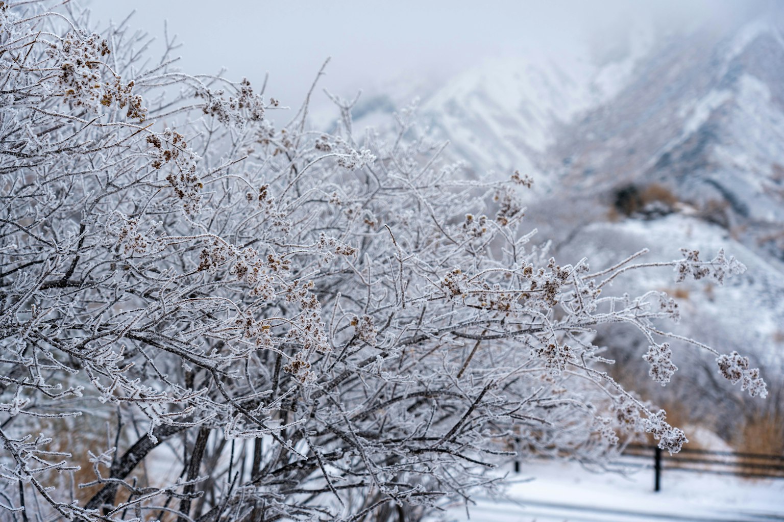 Snow-covered trees with a backdrop of mountains