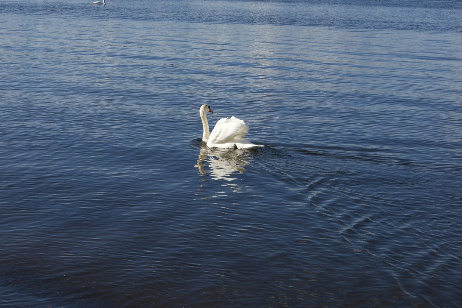 Ein Schwan, der auf einer blauen Wasseroberfläche schwimmt