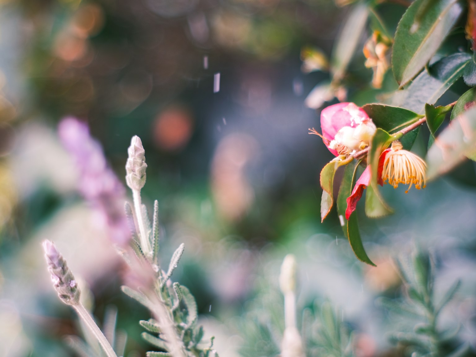 生机勃勃的花园场景，盛开的花朵和柔和的阳光