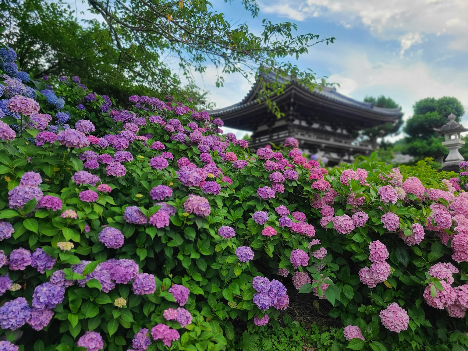 ทิวทัศน์ที่สวยงามพร้อมดอกไฮเดรนเยียที่บานและอาคารแบบดั้งเดิม