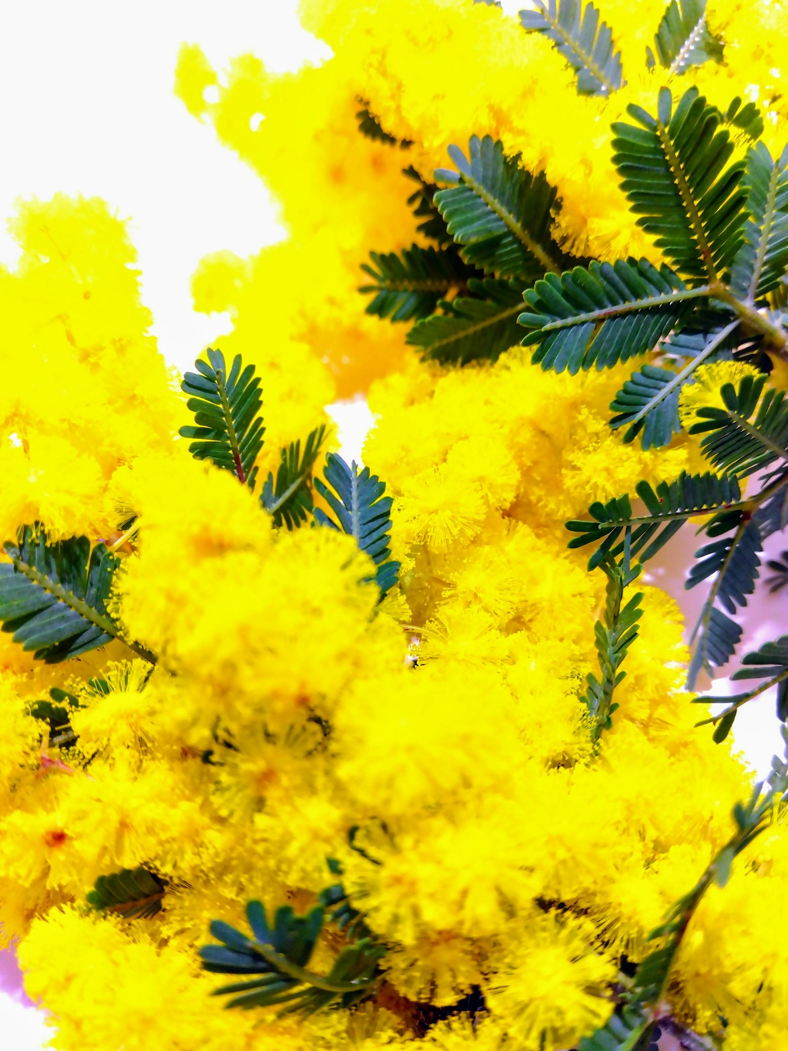 Flores de mimosa amarillas vibrantes con hojas verdes