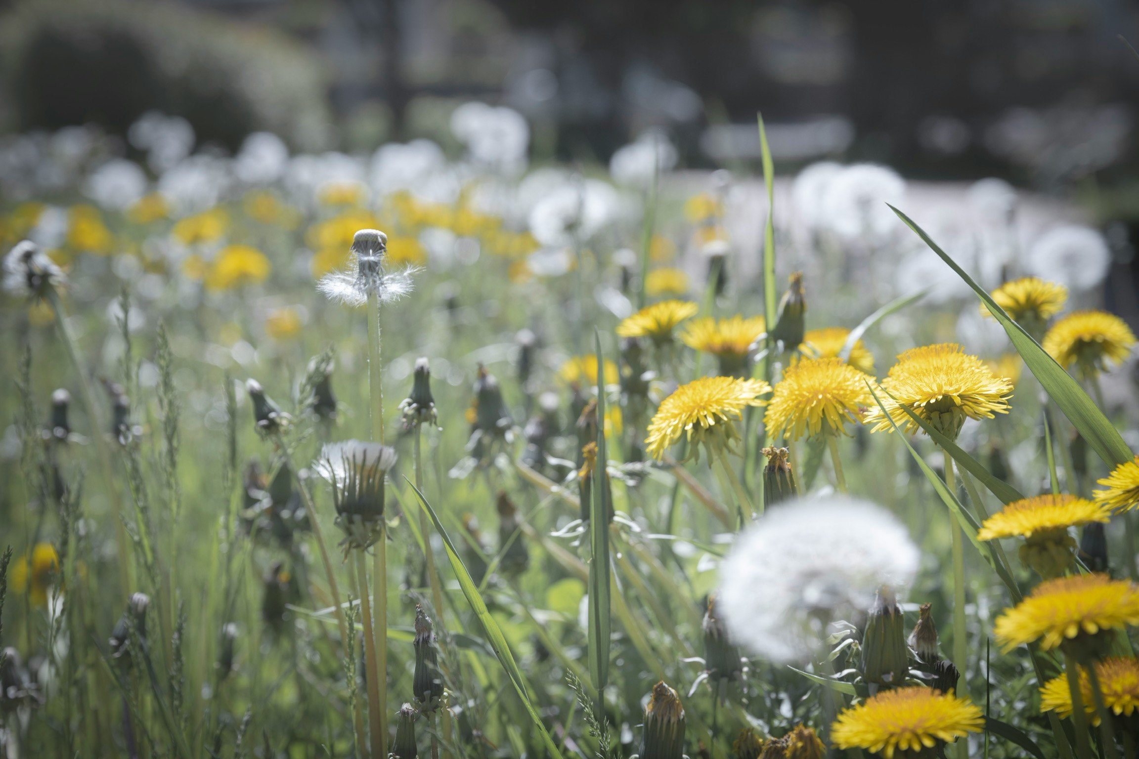 Springtime dandelions and white seed heads swaying in a flower field