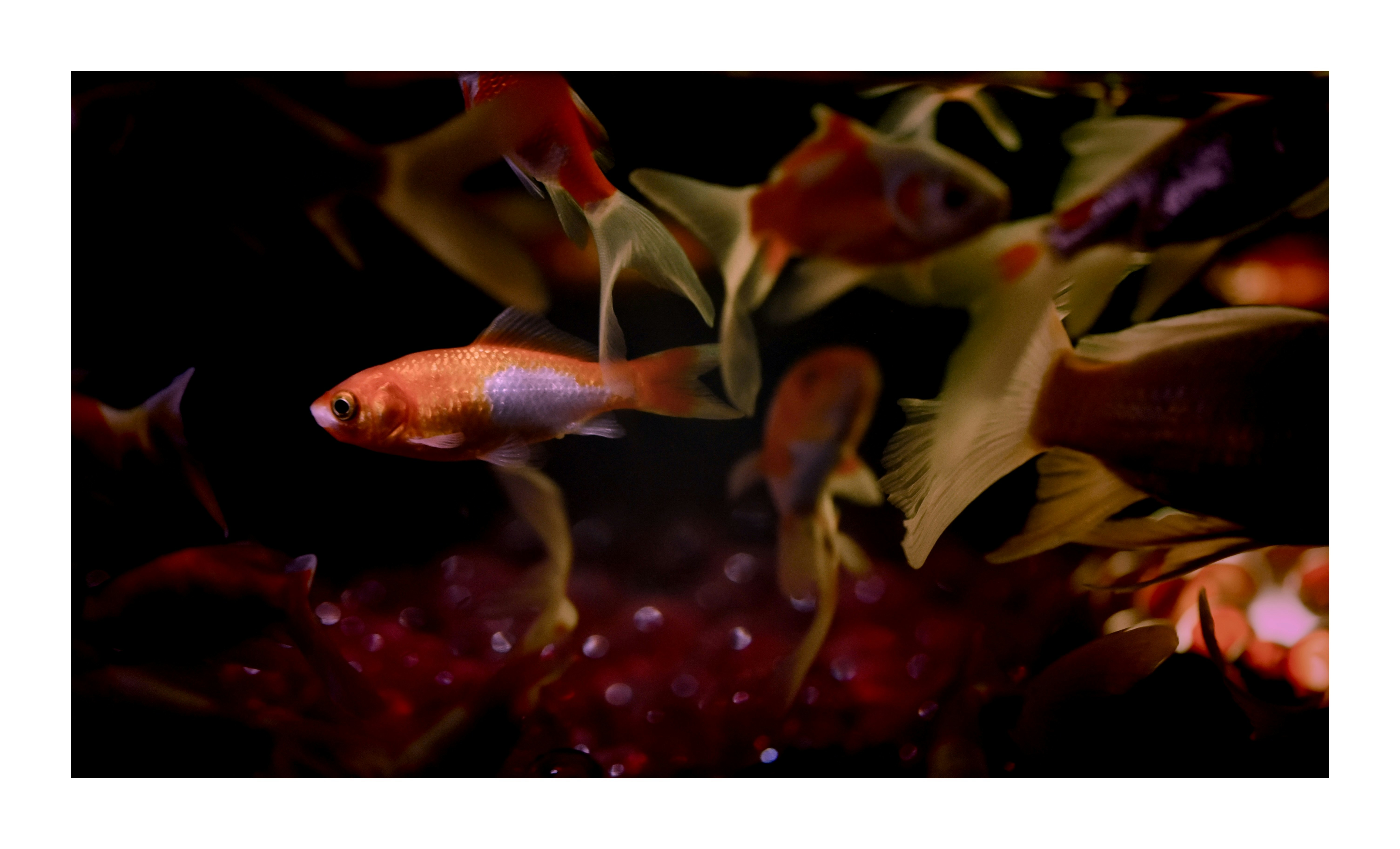 色とりどりの熱帯魚が群れる水槽の水面近く