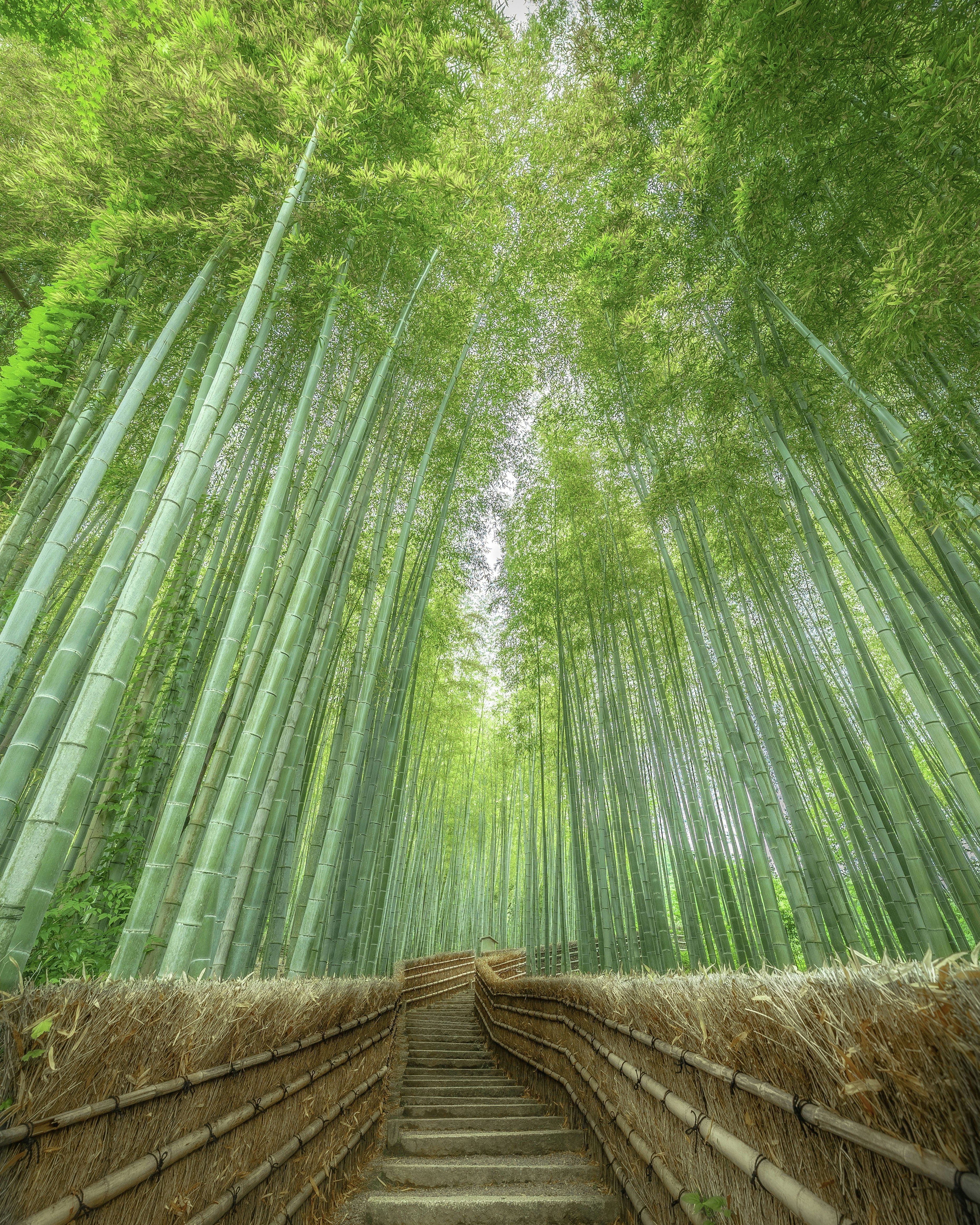 京都の竹林で揺れる細い竹の葉のクローズアップ