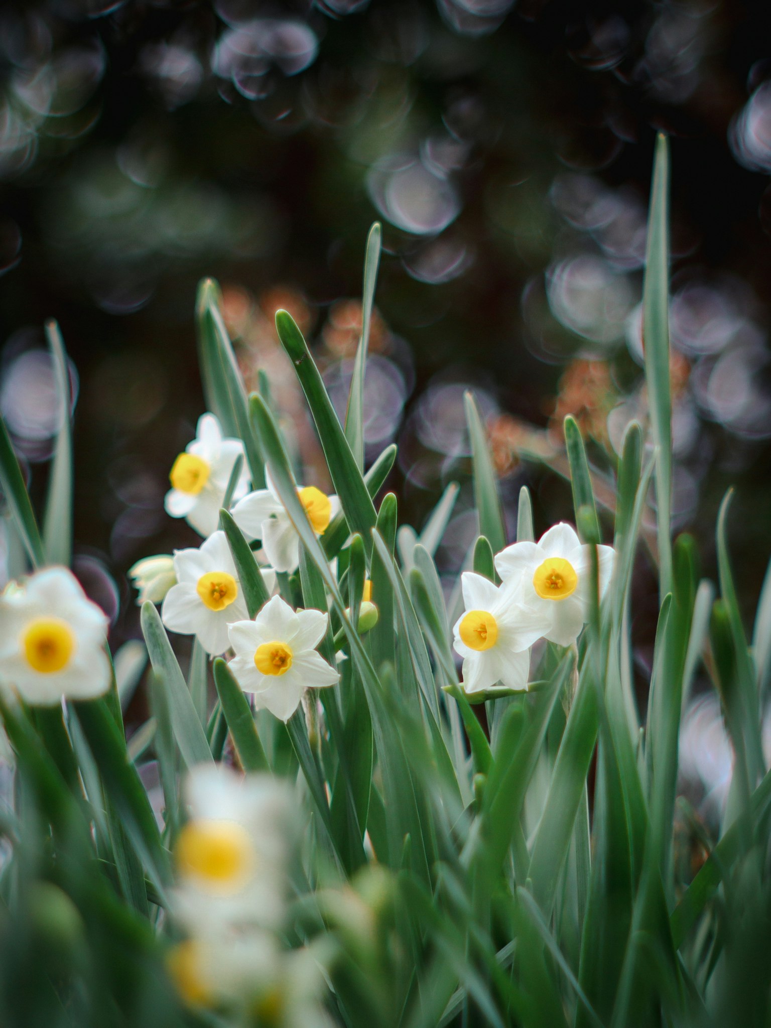 Cluster of white daffodils with yellow centers surrounded by green leaves