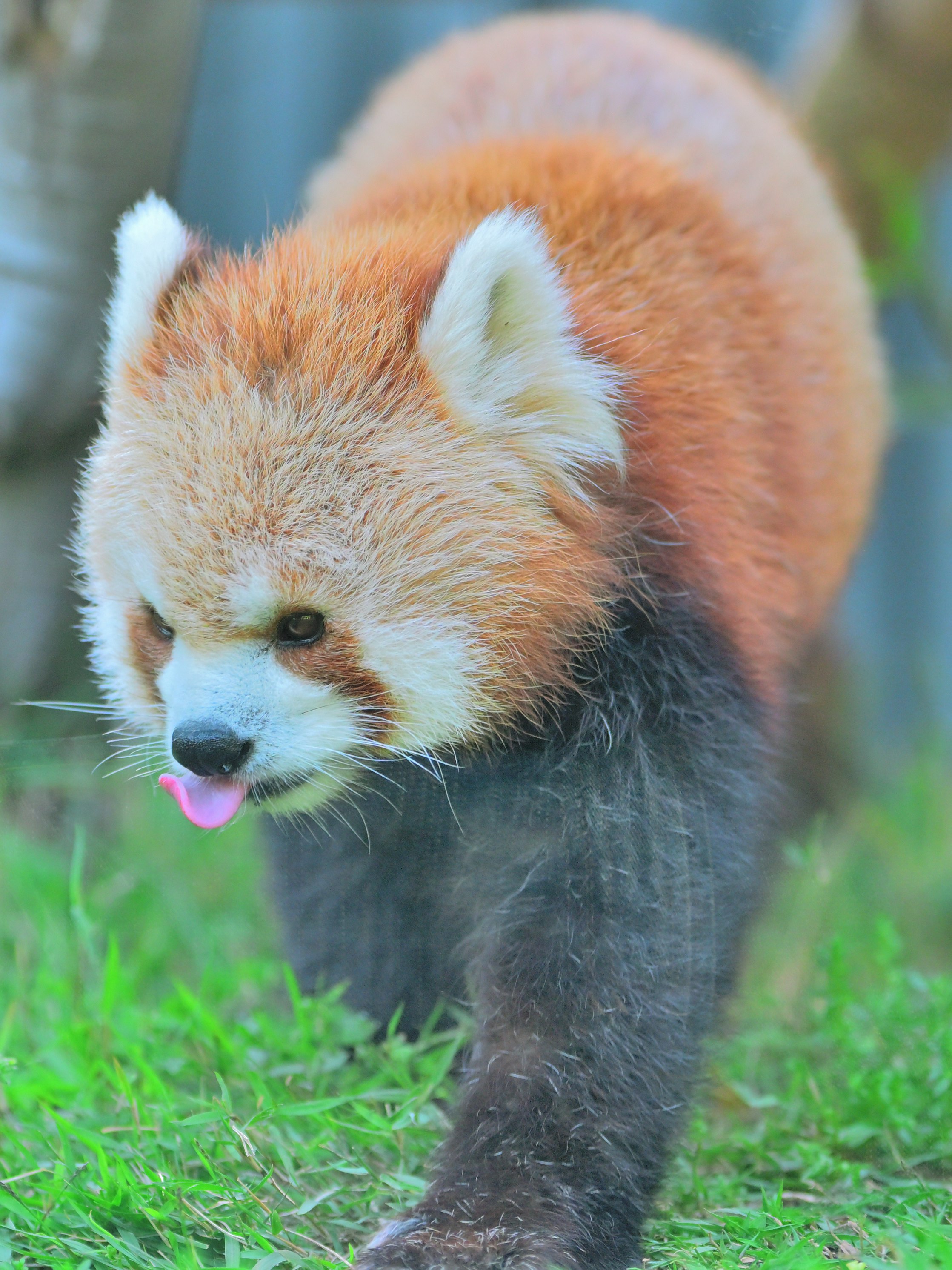草地を歩くレッサーパンダのアップ