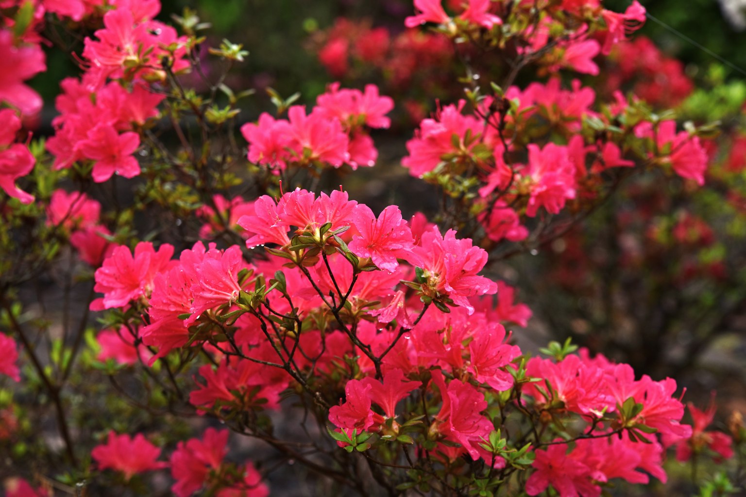 Bunga azalea merah muda yang cerah mekar di semak