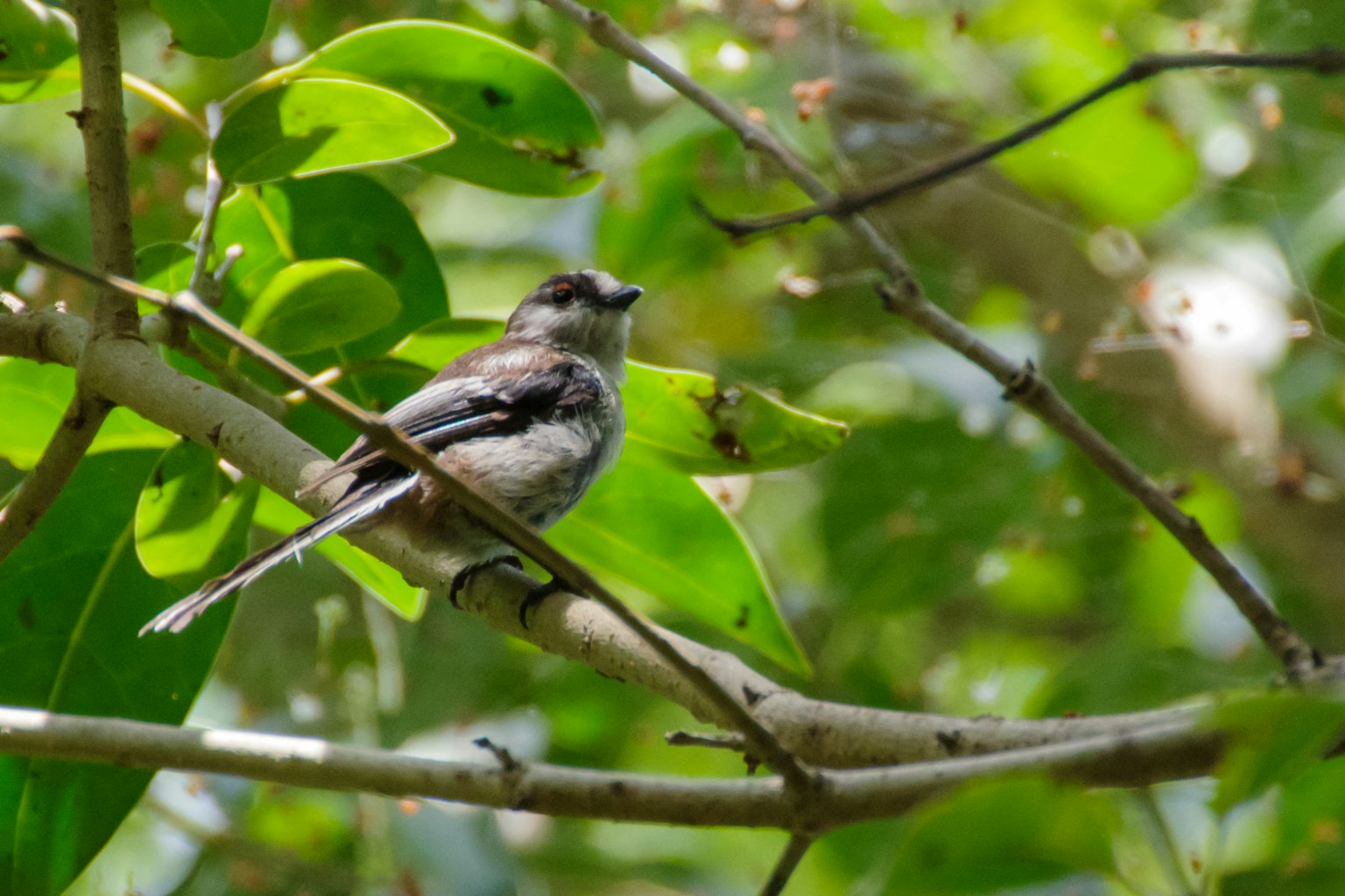 Burung kecil bertengger di dahan di antara daun hijau