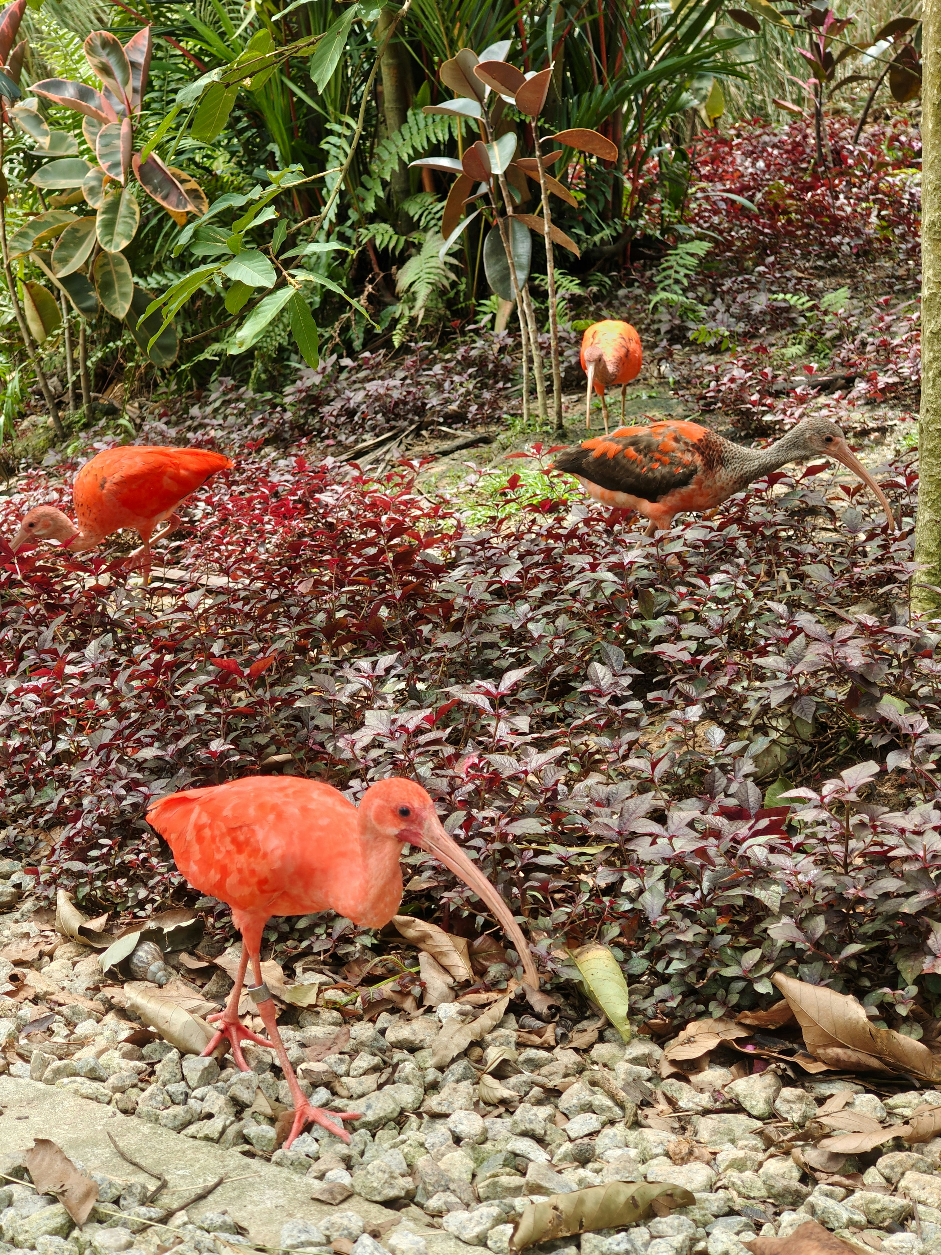 アカトキ（Scarlett ibis）がいる熱帯の鳥園の地面風景