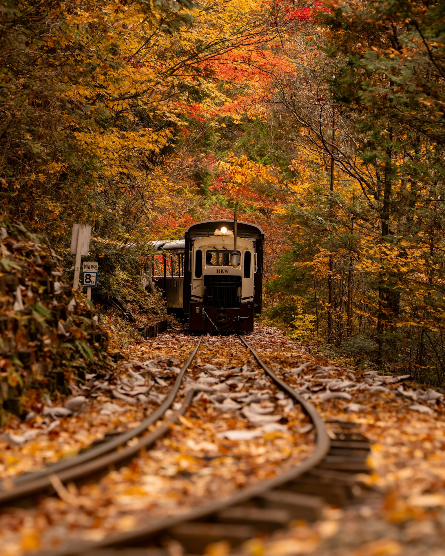 Un train entouré de feuillage d'automne le long des rails
