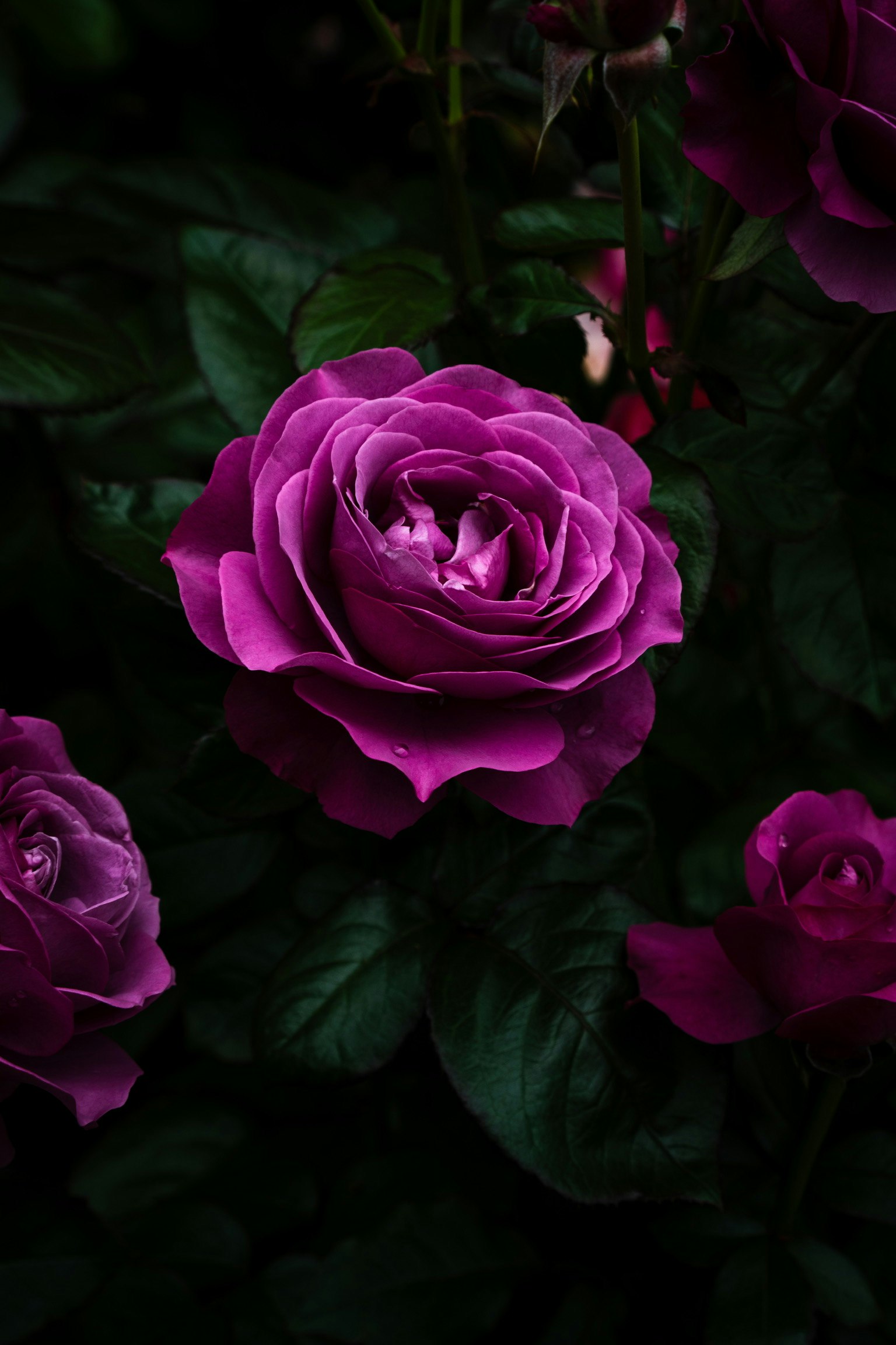濃い紫のバラの花が咲く暗めの花畑