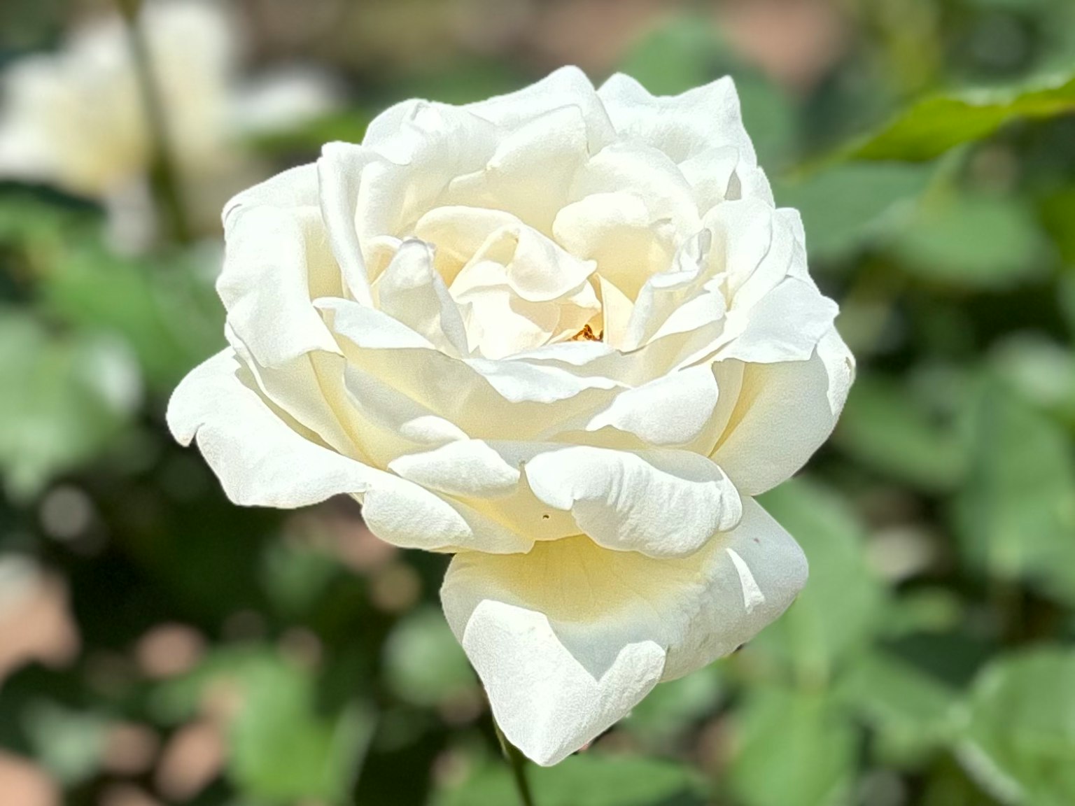 A white rose blooming among green leaves