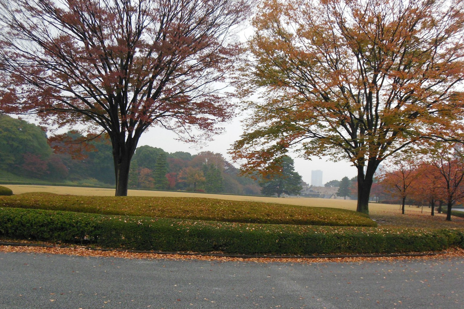 Scena di parco autunnale con alberi colorati e foglie cadute su un prato verde