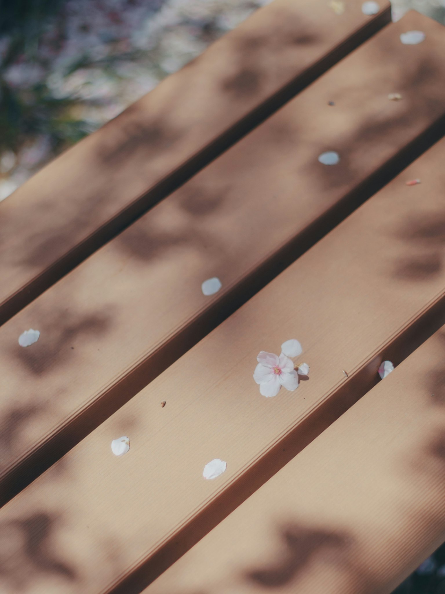 Panchina di legno con petali di ciliegio sparsi