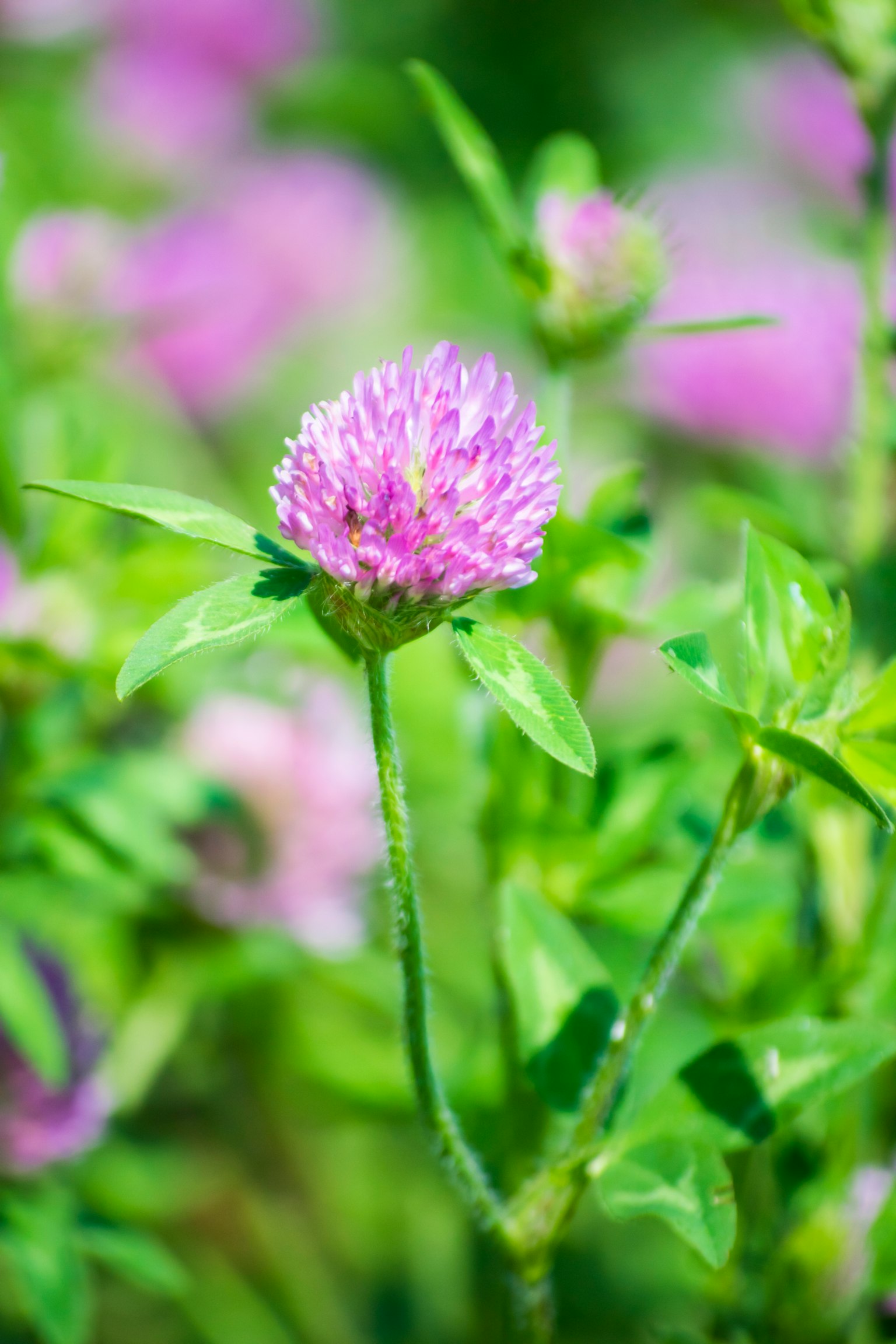 Vibrant purple clover flower surrounded by green leaves