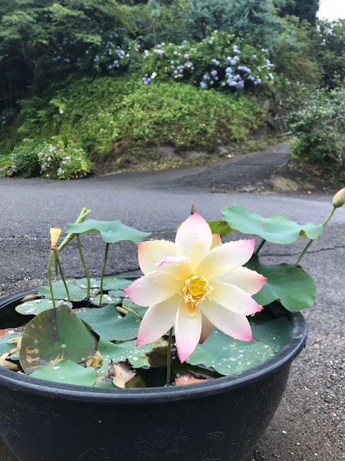 盆栽睡蓮與花瓣水滴，花園小徑旁