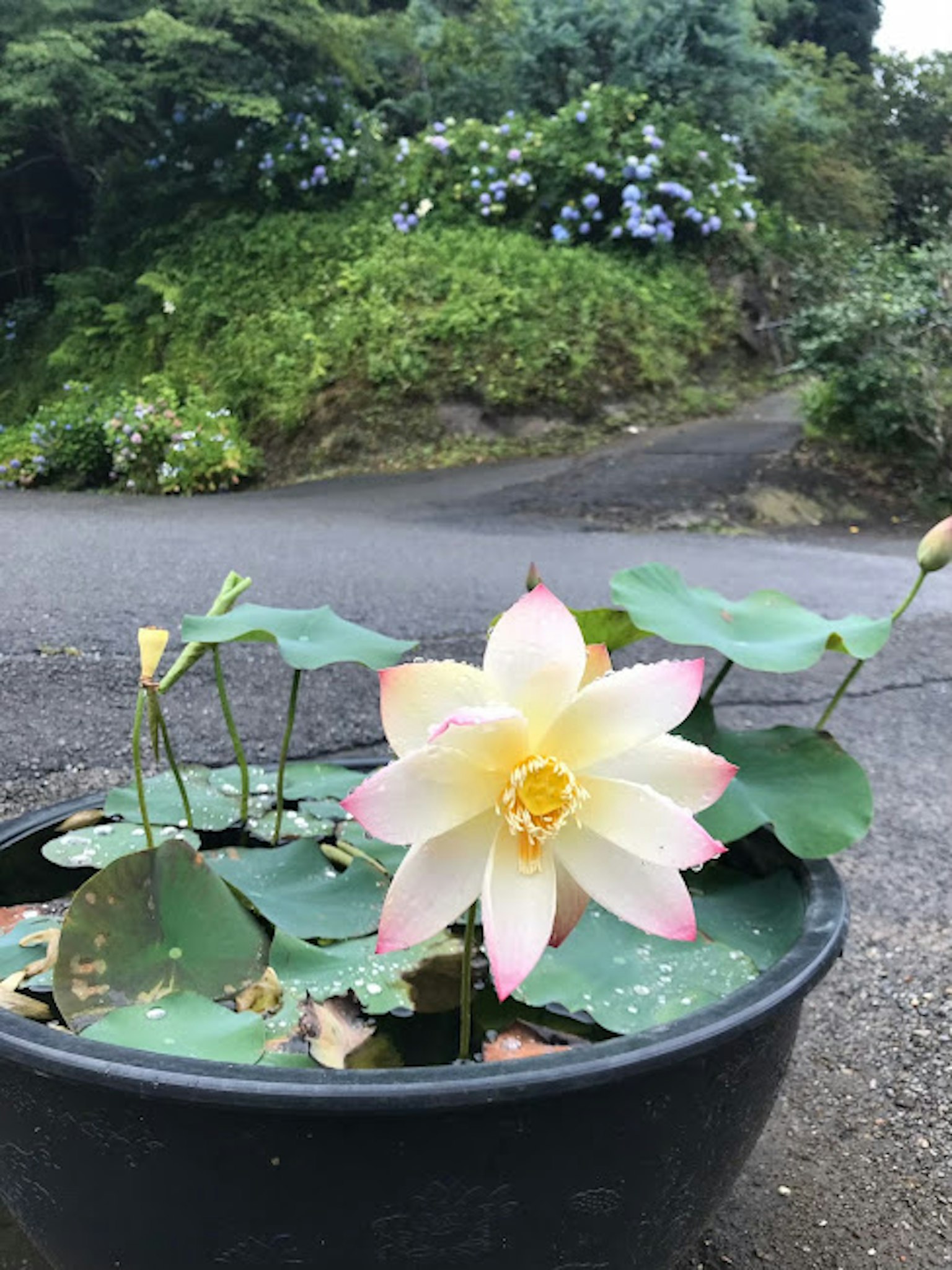 Una flor de loto blanca y rosa floreciendo en una maceta