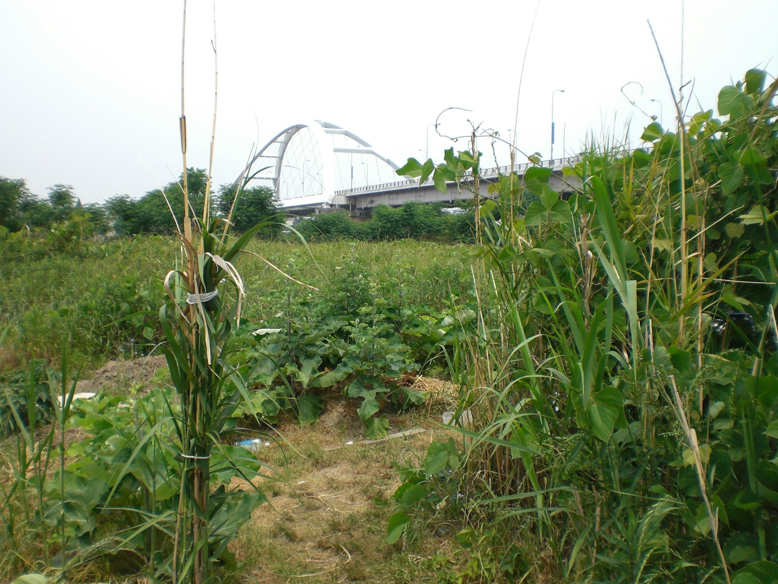 郁郁葱葱的绿色植物和背景中的桥