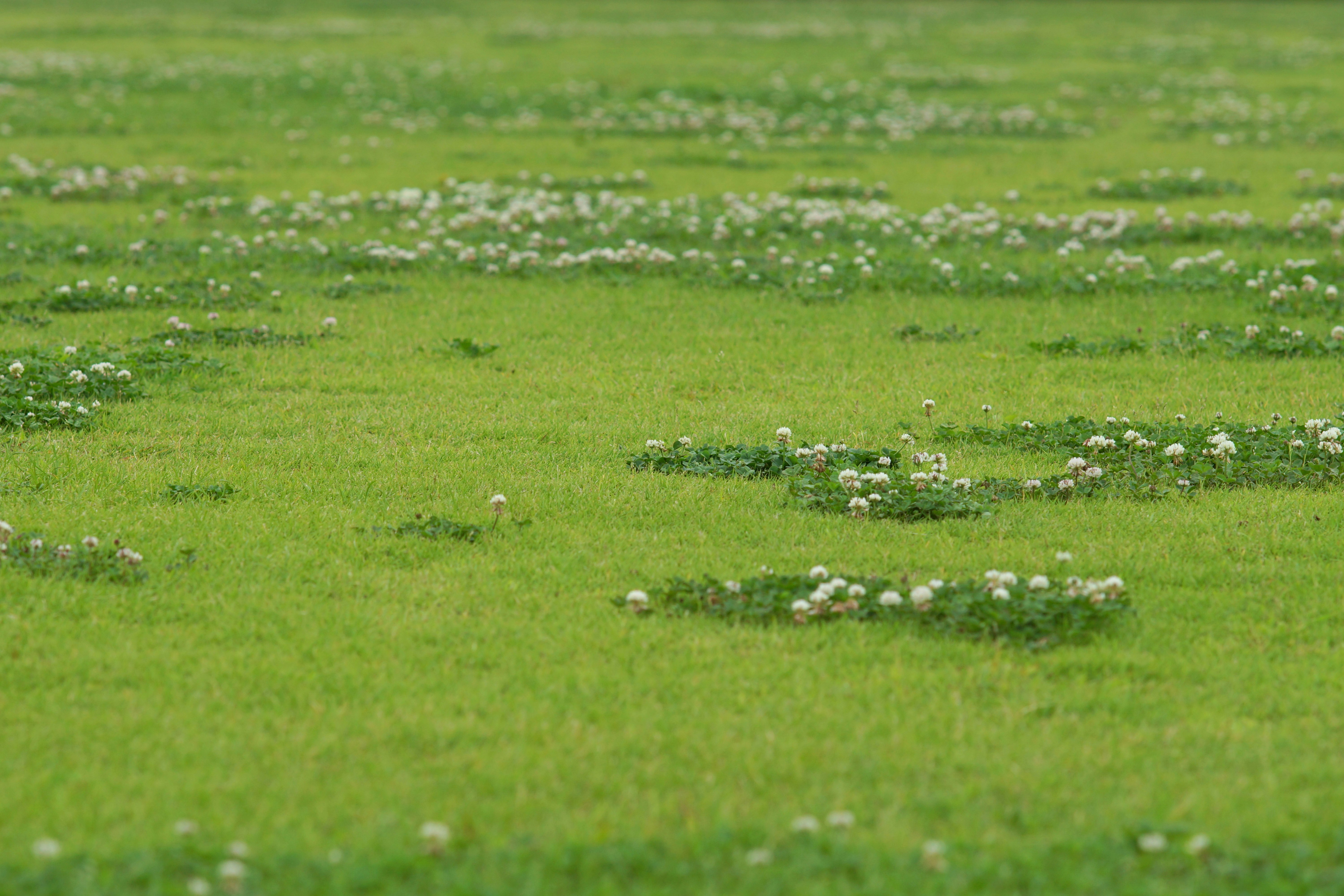 green meadow with clusters of small wildflowers