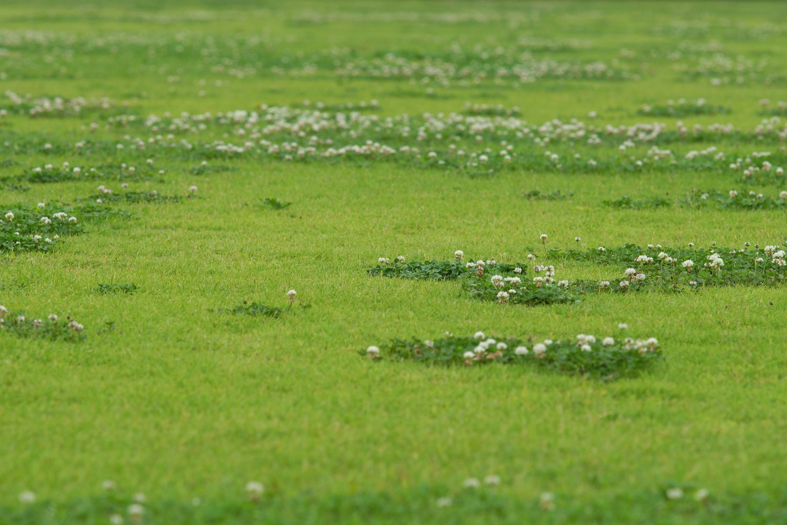 Eine grüne Wiese mit verstreuten weißen Blumen