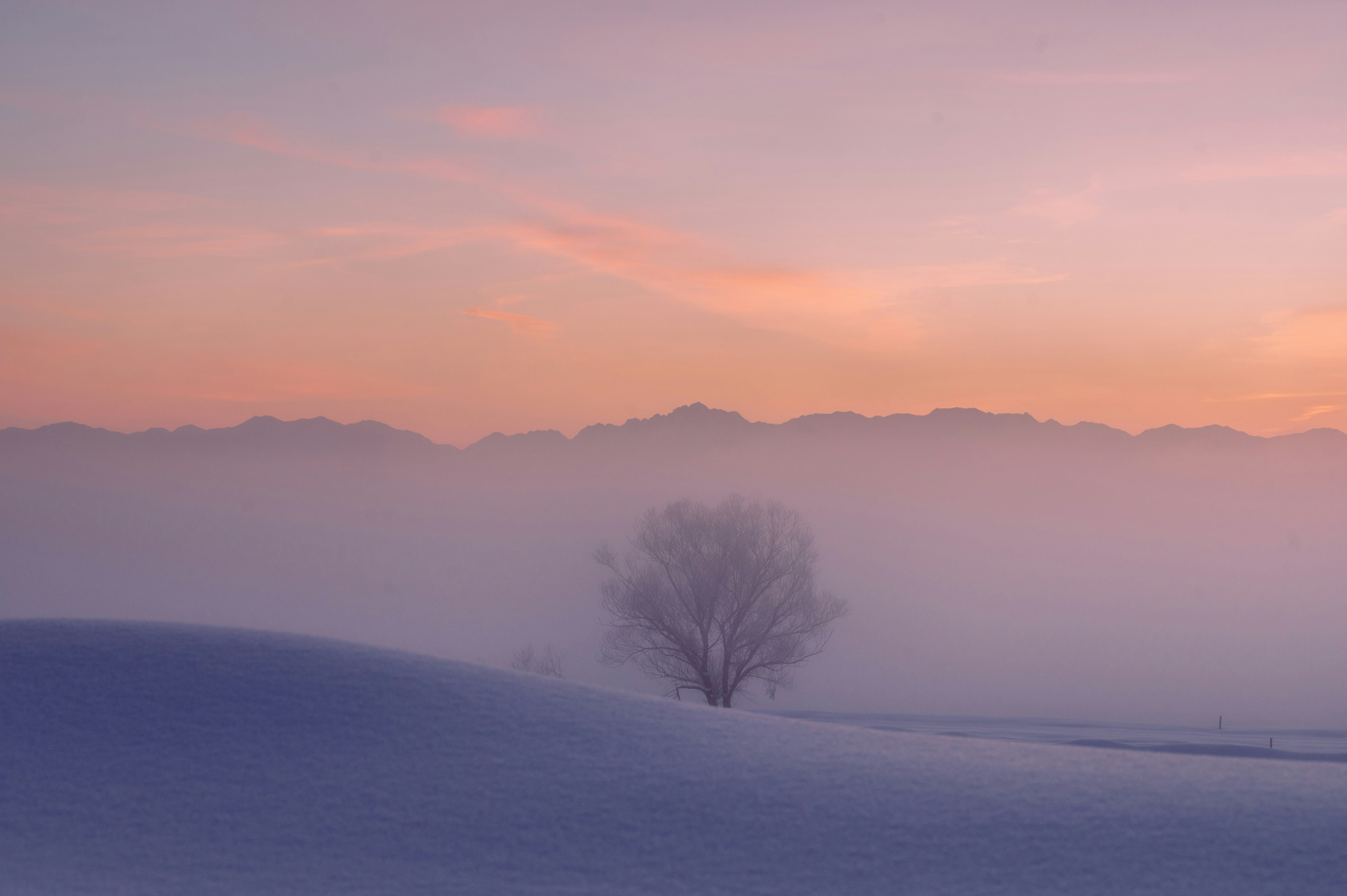 冷え込んだ冬の朝の霧に包まれた雪原と一本の木