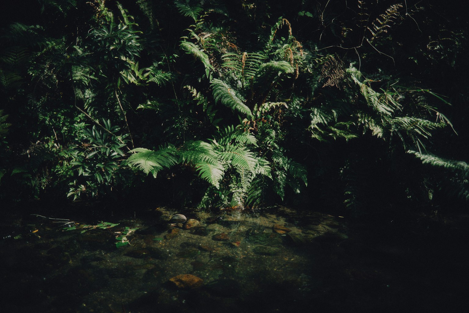 Hiedra verde exuberante en un bosque oscuro con agua fluyendo