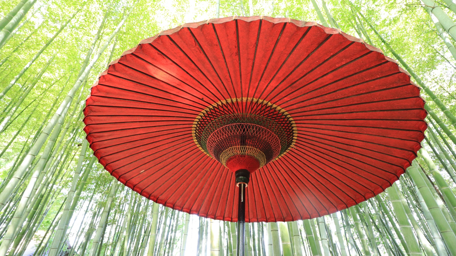 綠色竹林中的紅色日本傘