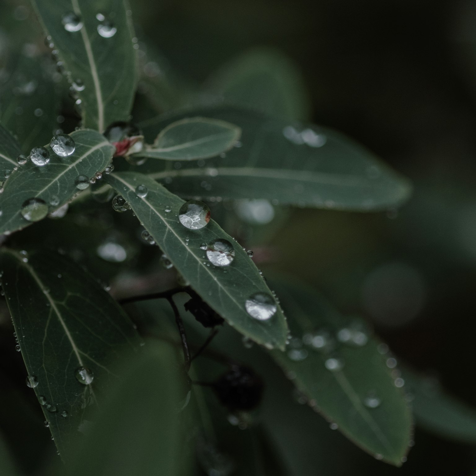 Close-up of green leaves with water droplets
