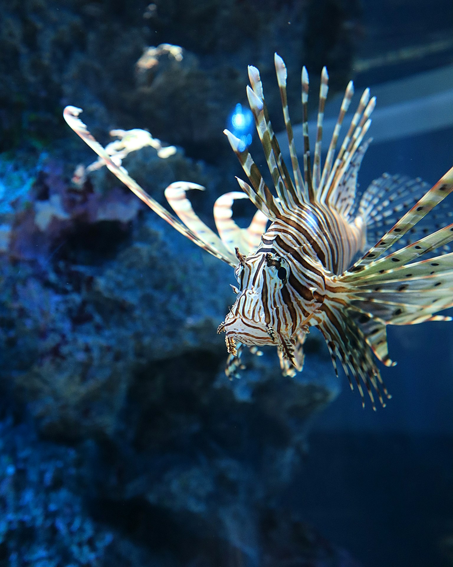 Vibrant lionfish swimming in an aquarium