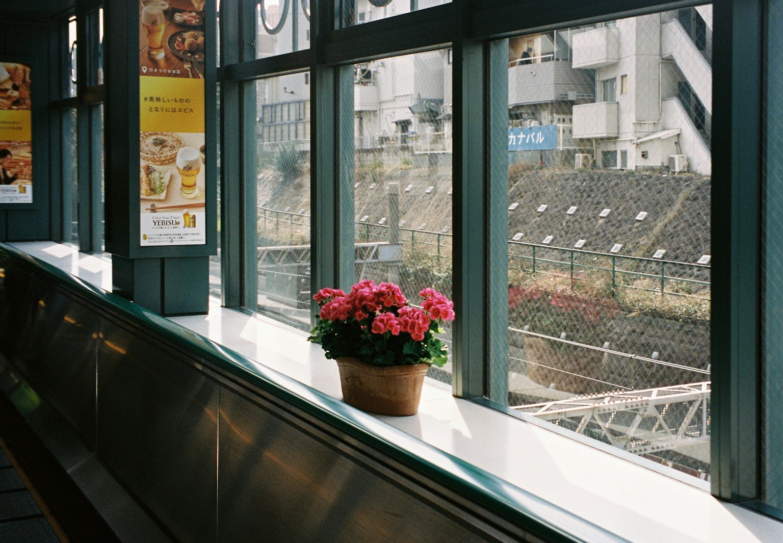 Bright cafe interior with flowers on the windowsill