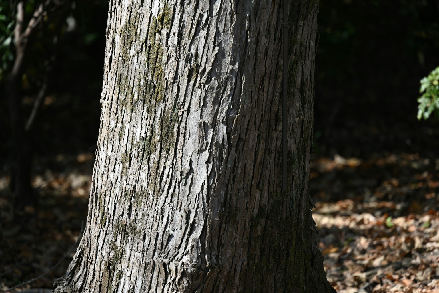Texture dettagliata e colori naturali di un tronco d'albero