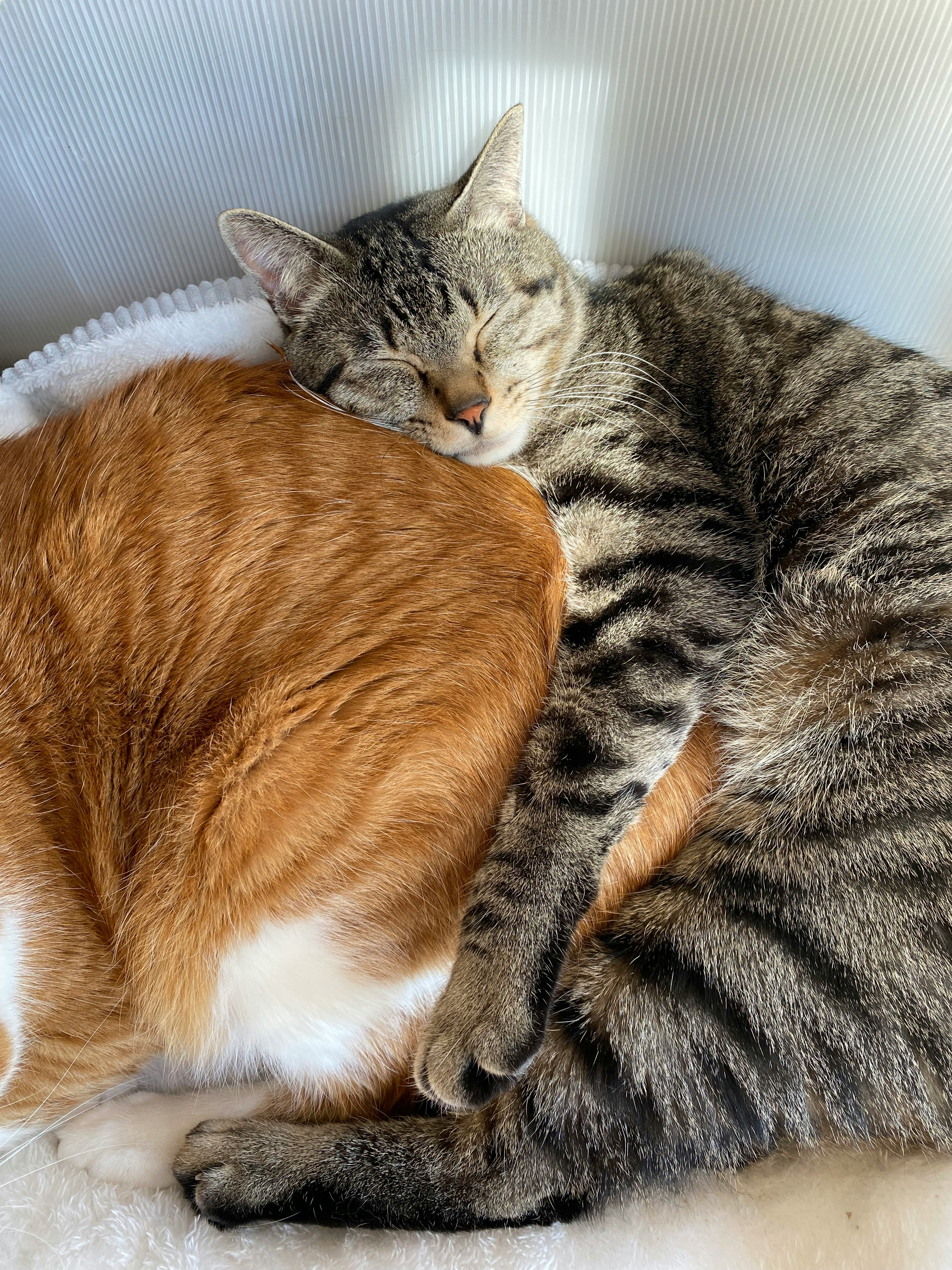 Dua kucing saling berpelukan dan tidur di atas selimut