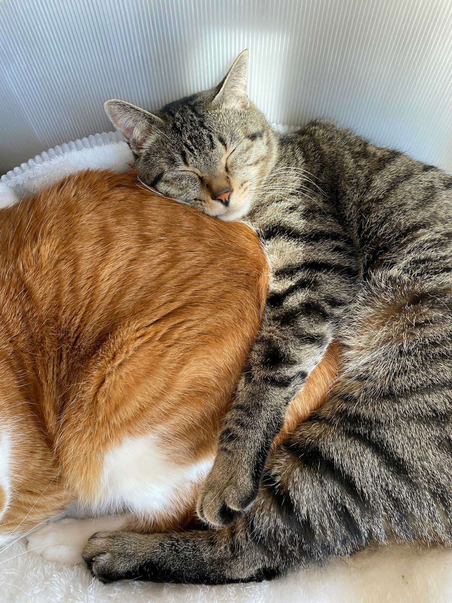 Dua kucing tidur bersama dan bersandar satu sama lain