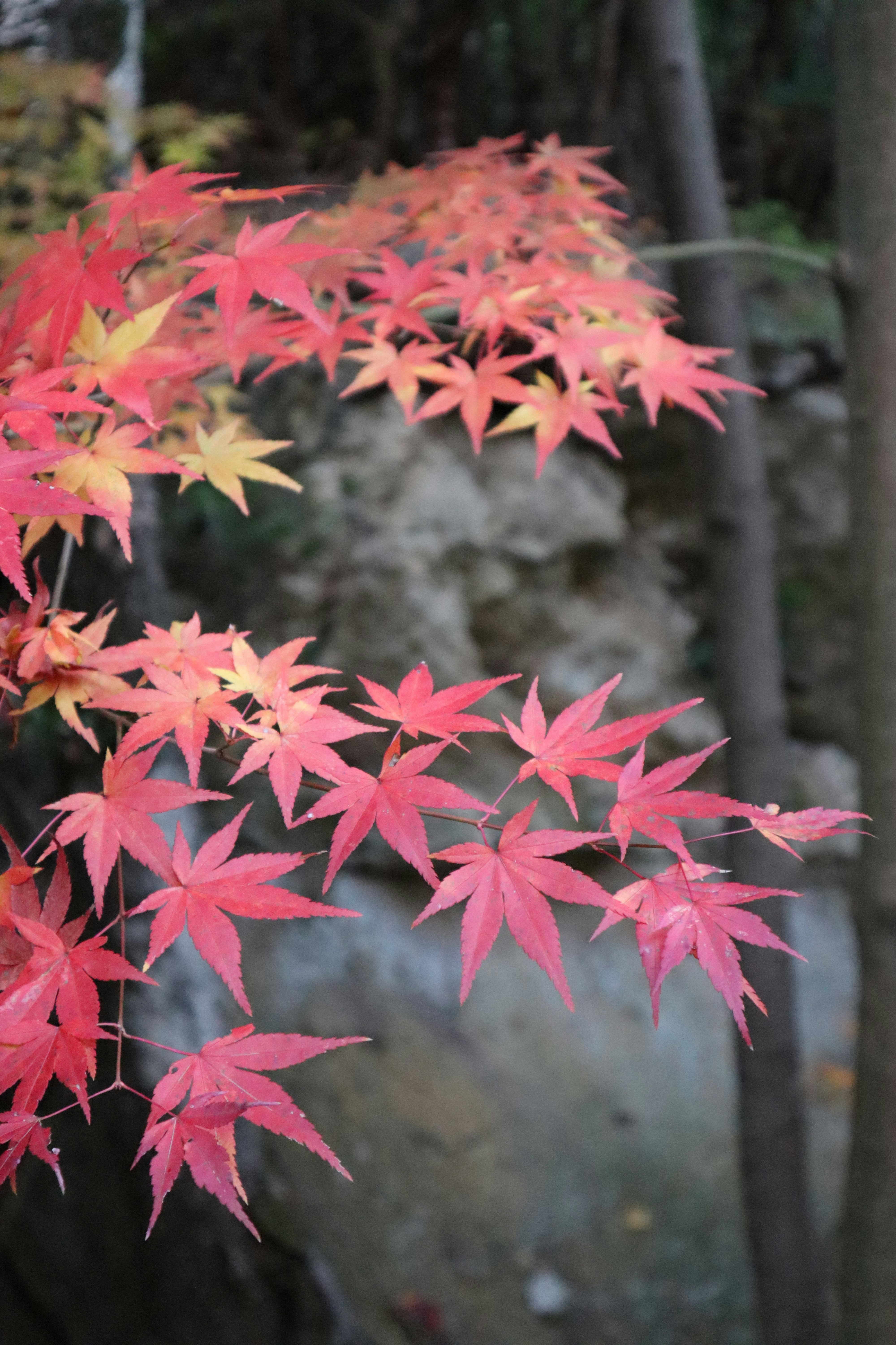Vibrant red and yellow maple leaves during autumn