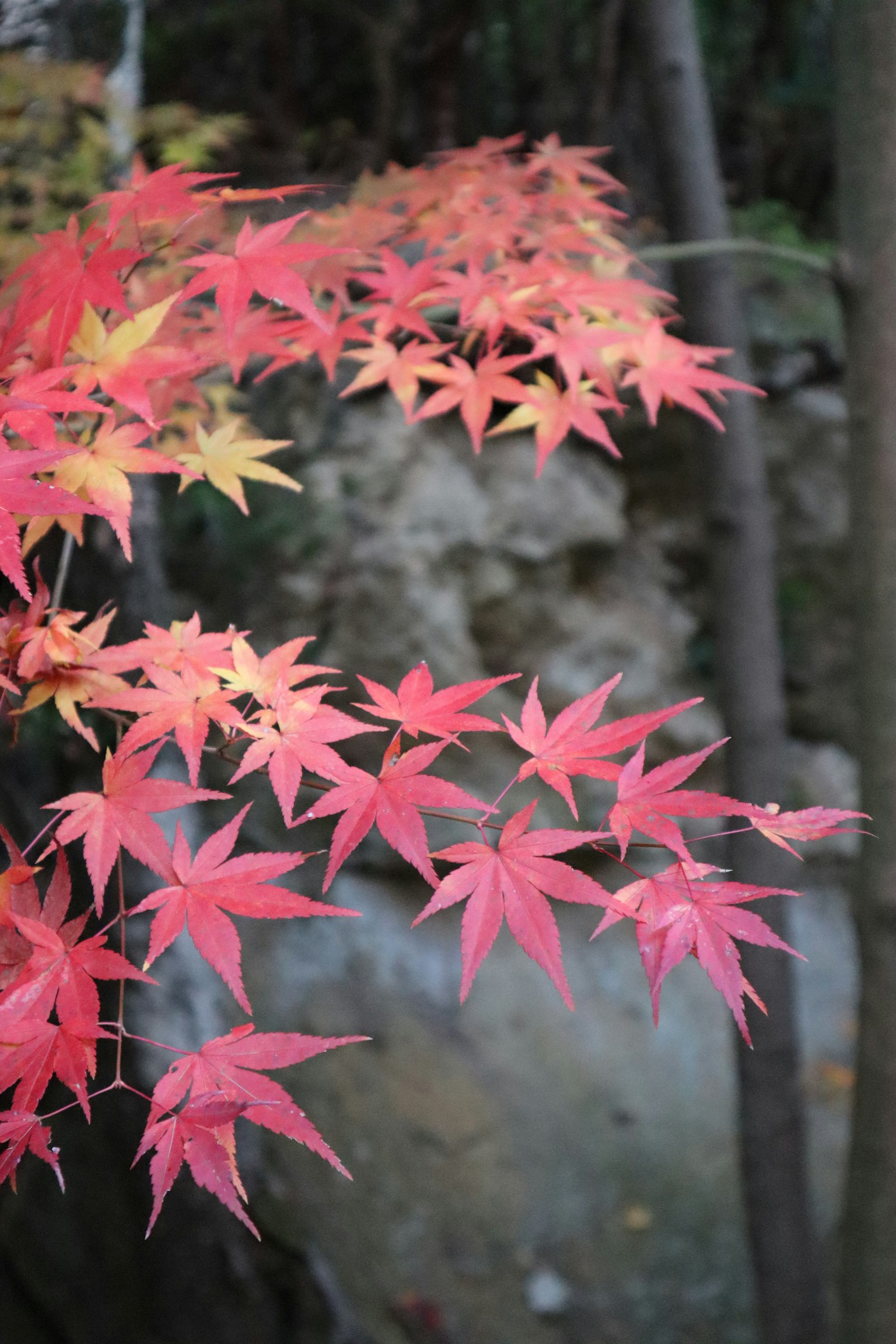 Daun maple merah dan kuning yang cerah di musim gugur