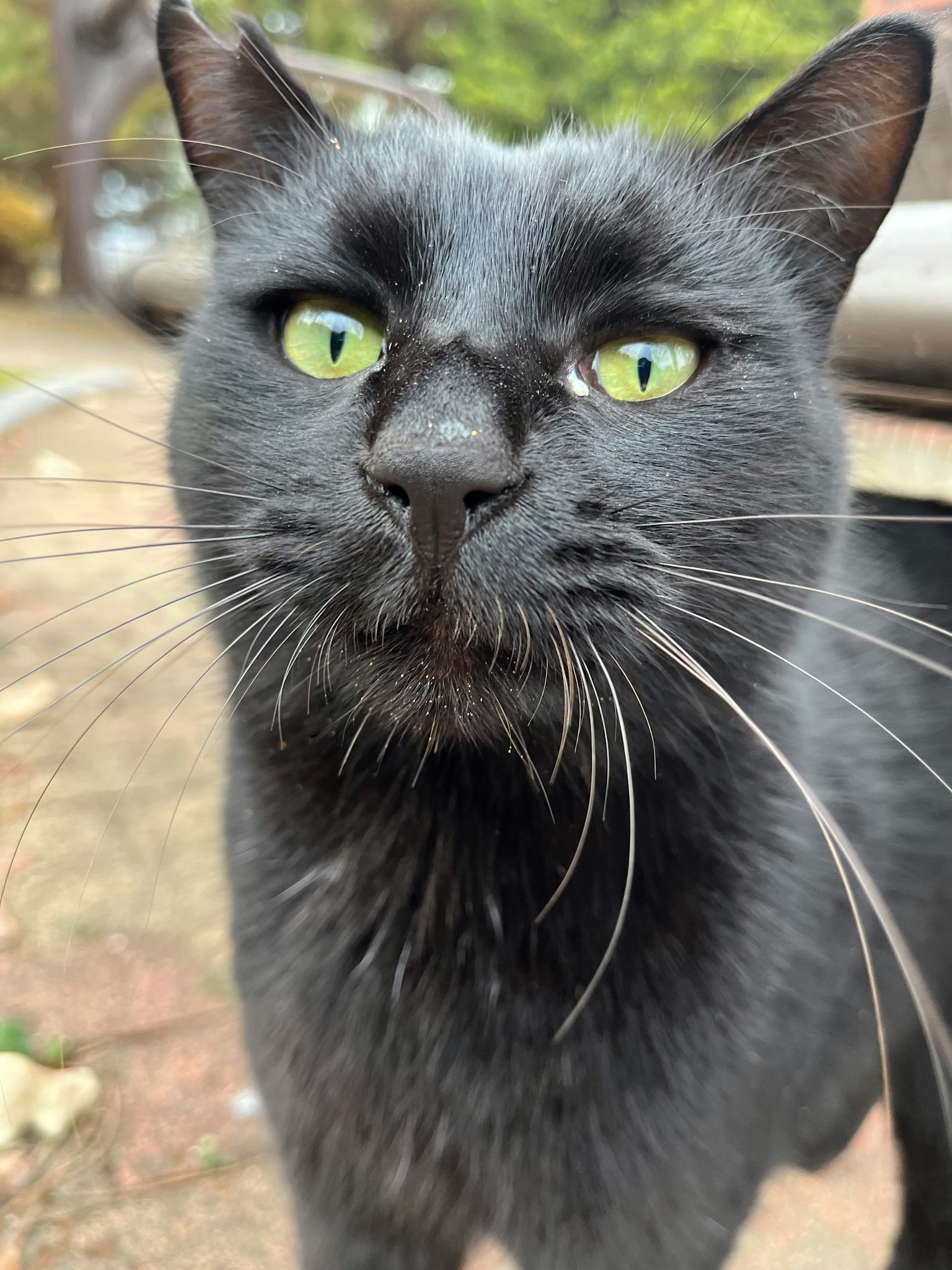 Close-up of a black cat with green eyes and long whiskers in a natural setting