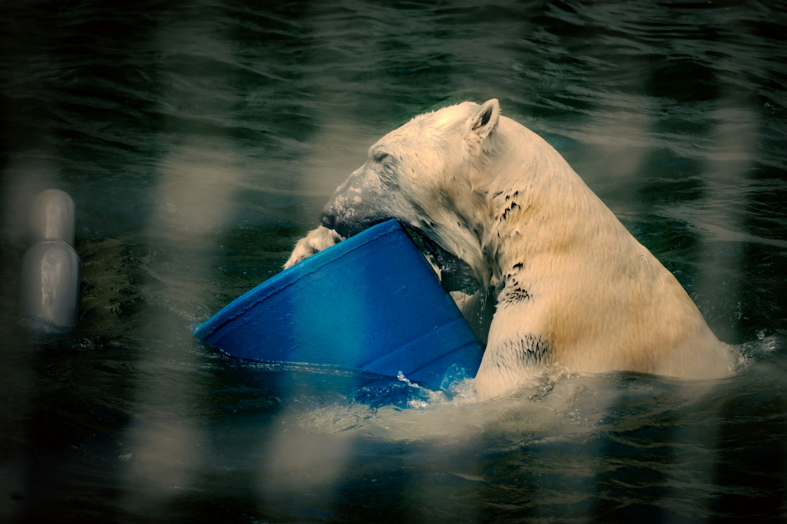 Eisbär hält einen blauen Eimer im Wasser