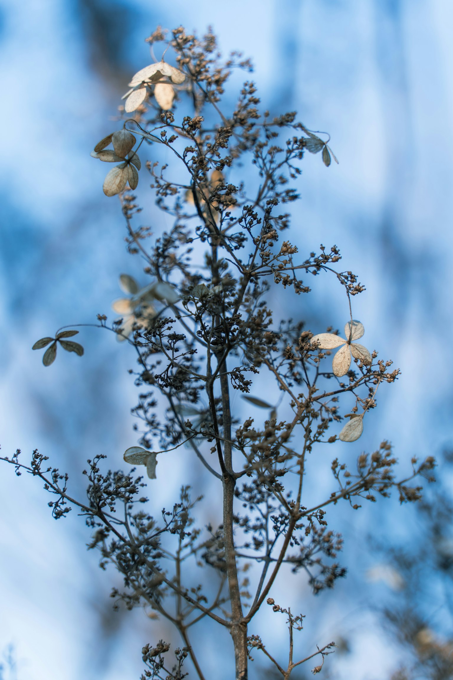 Ramo sottile con foglie bianche e piccoli fiori su sfondo blu