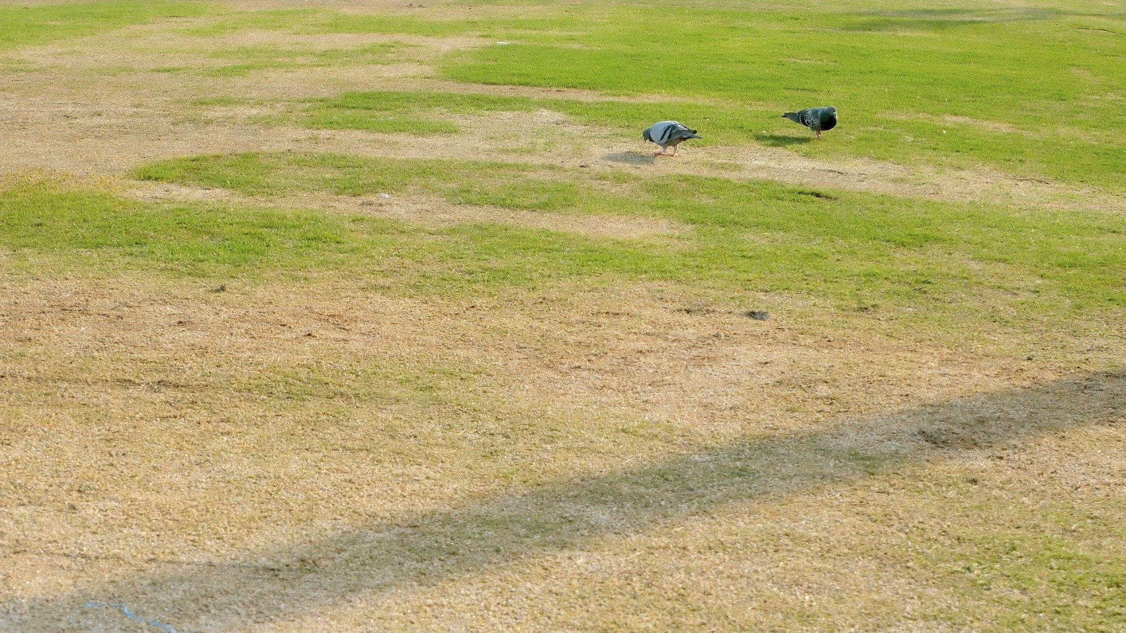 広い草地に点在する岩と小さな動物
