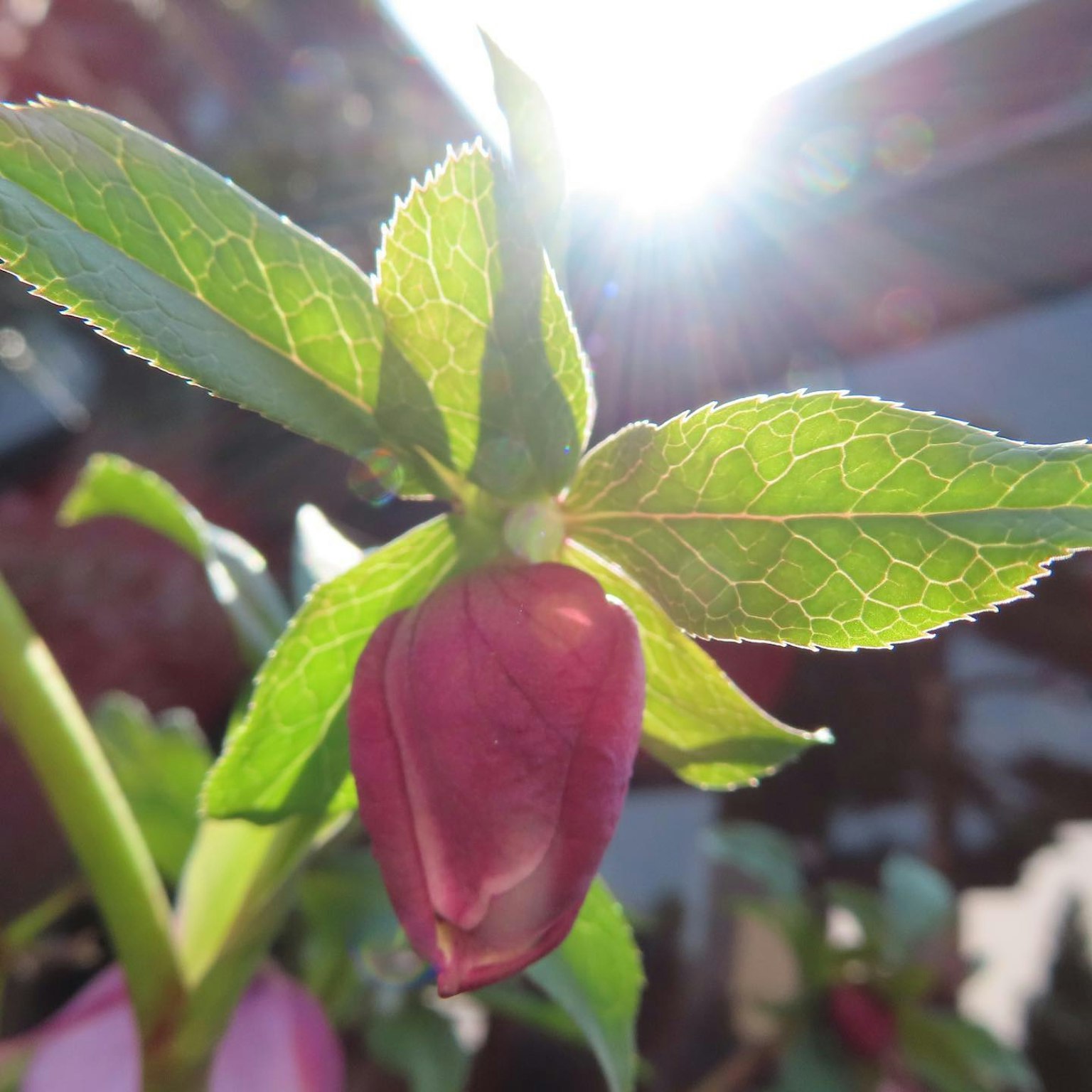 Fiore rosso-viola con foglie verdi illuminato dalla luce del sole