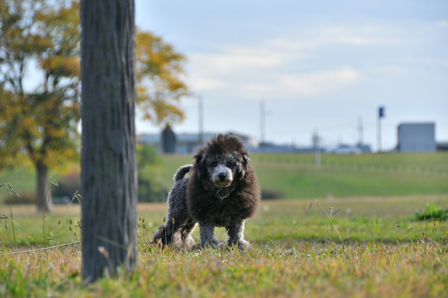 Un chien jouant dans un champ herbeux avec des arbres et des bâtiments lointains en arrière-plan