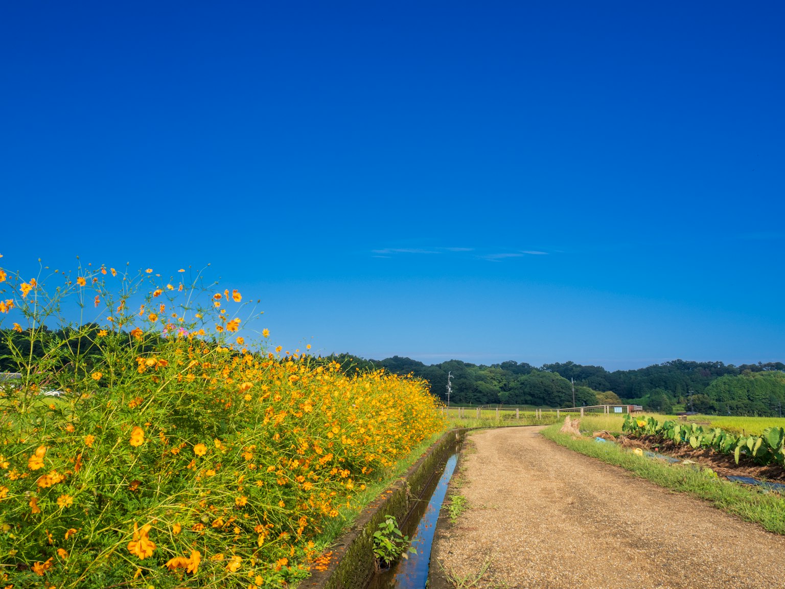 Yellow flowers lining a dirt path under a clear blue sky