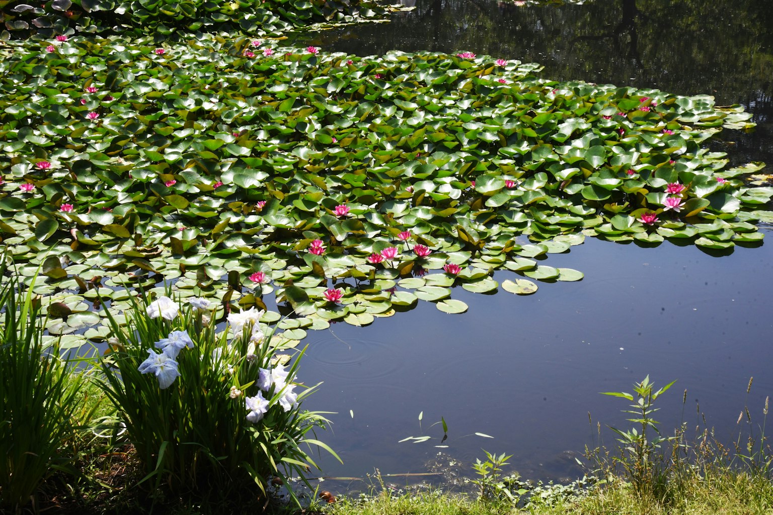 Beautiful pond scene with water lilies and green leaves floating on the surface