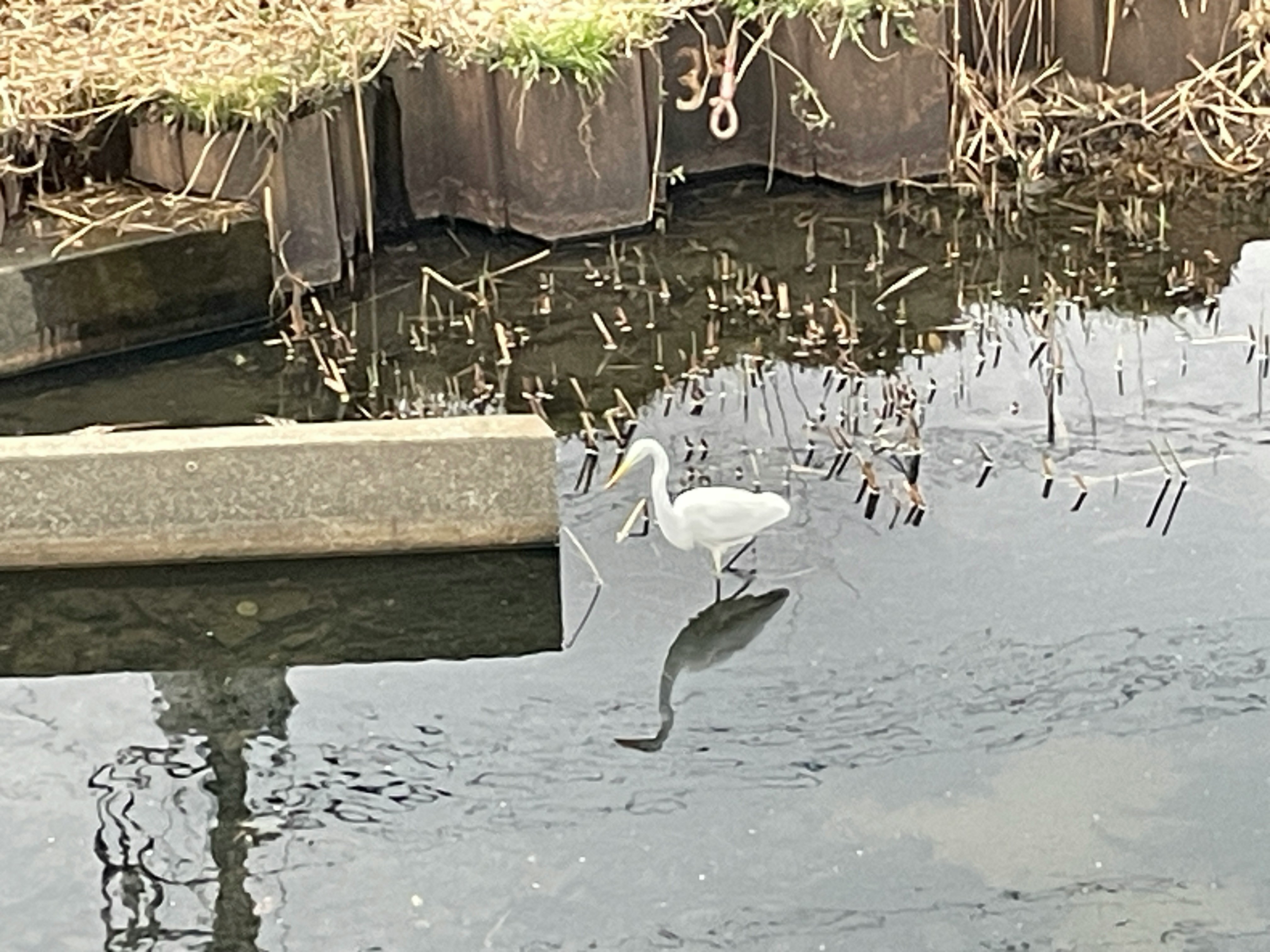 噴水の水面に浮かぶ白鳥の置物